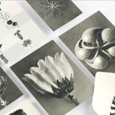 Wonders of Nature Correspondence Set