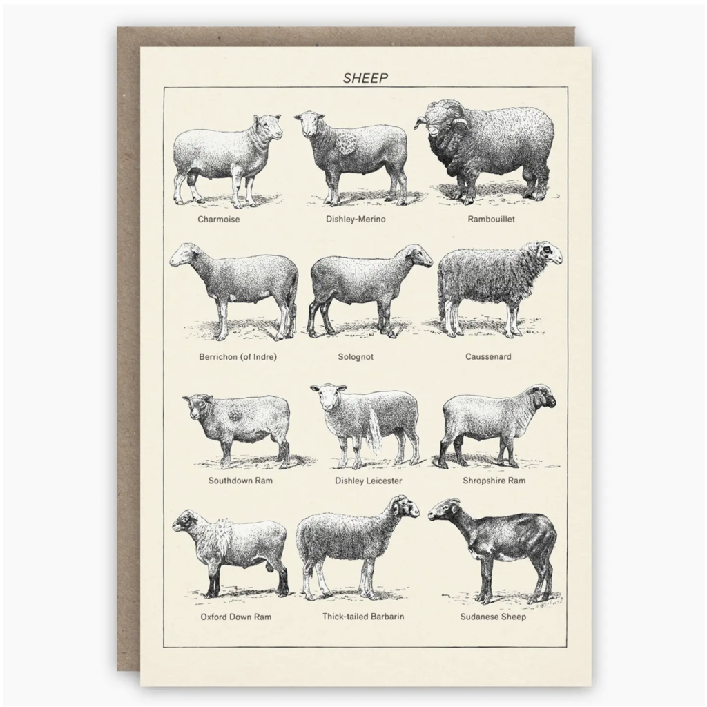 Sheep Greeting Card