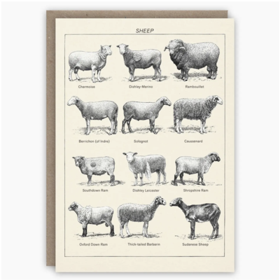 Sheep Greeting Card