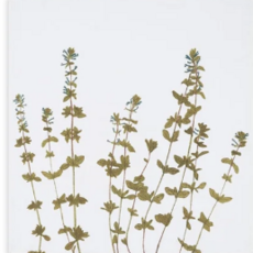 Summerill & Bishop Gastronomic Herb Napkin -