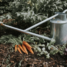 The Warley Fall - One Gallon