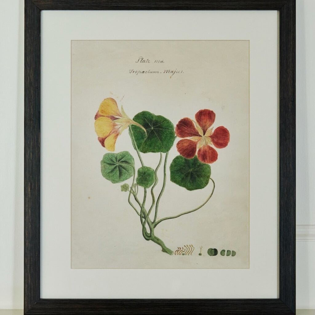 Herbarium Prints - Framed