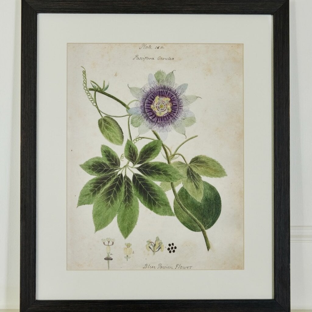 Herbarium Prints - Framed