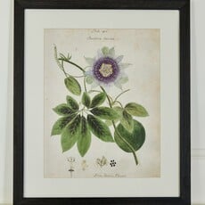 Herbarium Prints - Framed
