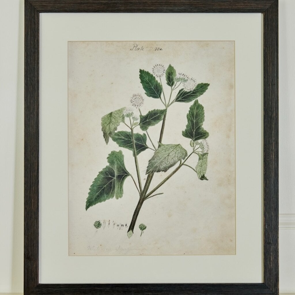 Herbarium Prints - Framed