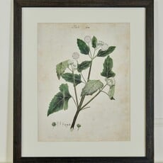 Herbarium Prints - Framed