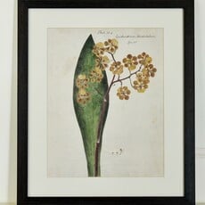 Herbarium Prints - Framed