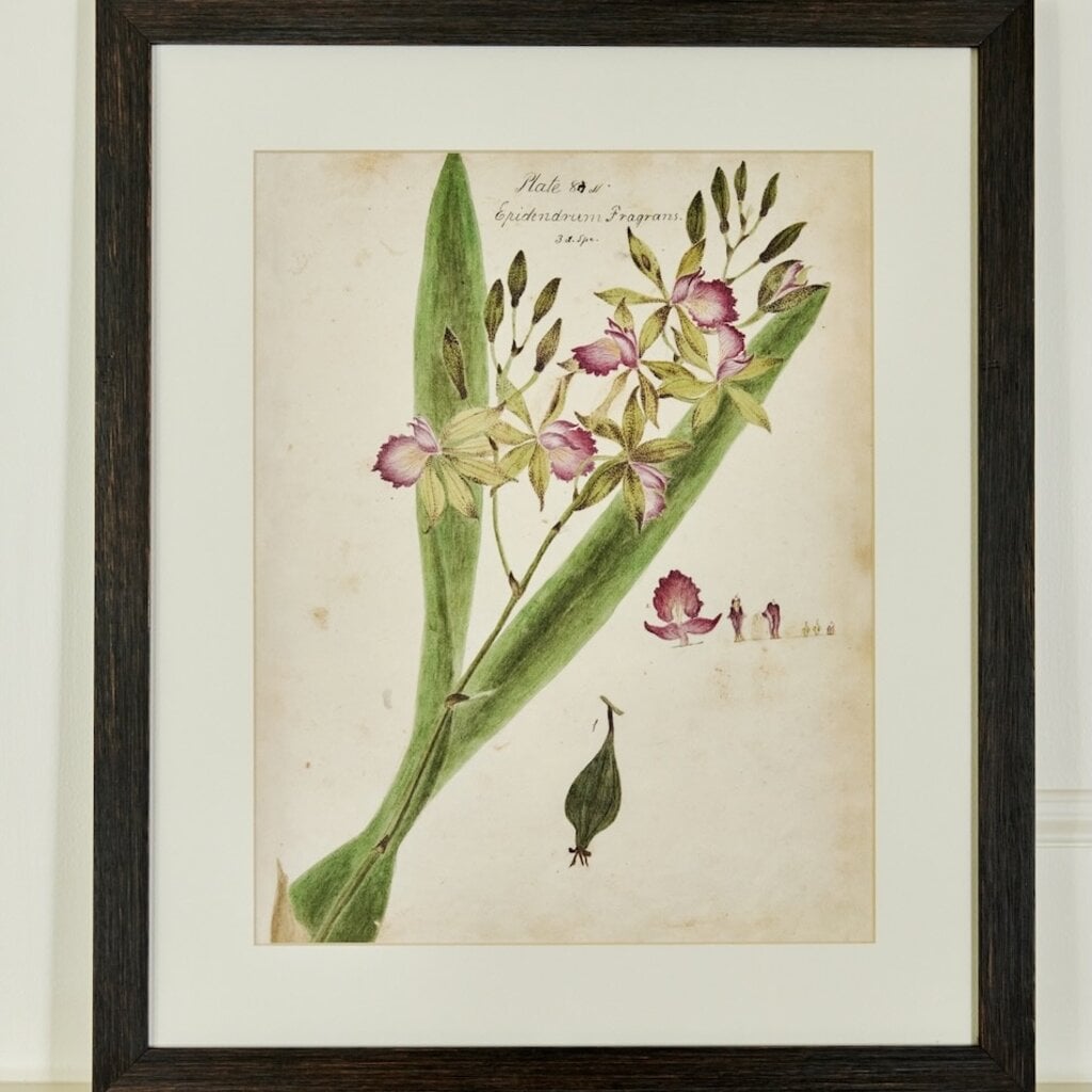 Herbarium Prints - Framed