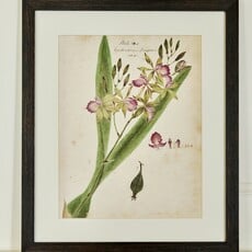 Herbarium Prints - Framed