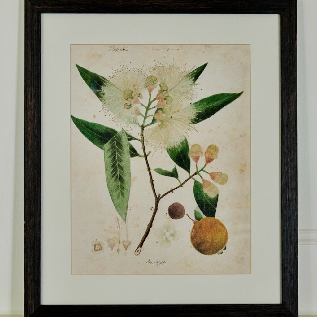 Herbarium Prints - Framed