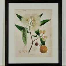 Herbarium Prints - Framed