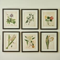 Herbarium Prints - Framed