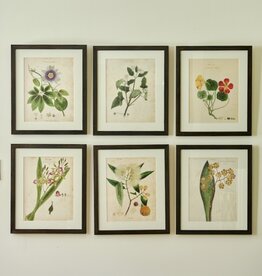 Herbarium Prints - Framed