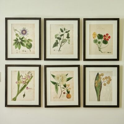 Herbarium Prints - Framed
