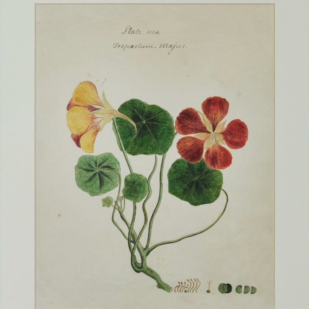 Herbarium Print - Unframed