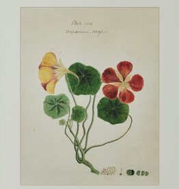 Herbarium Print - Unframed
