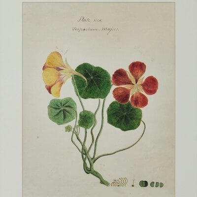 Herbarium Print - Unframed