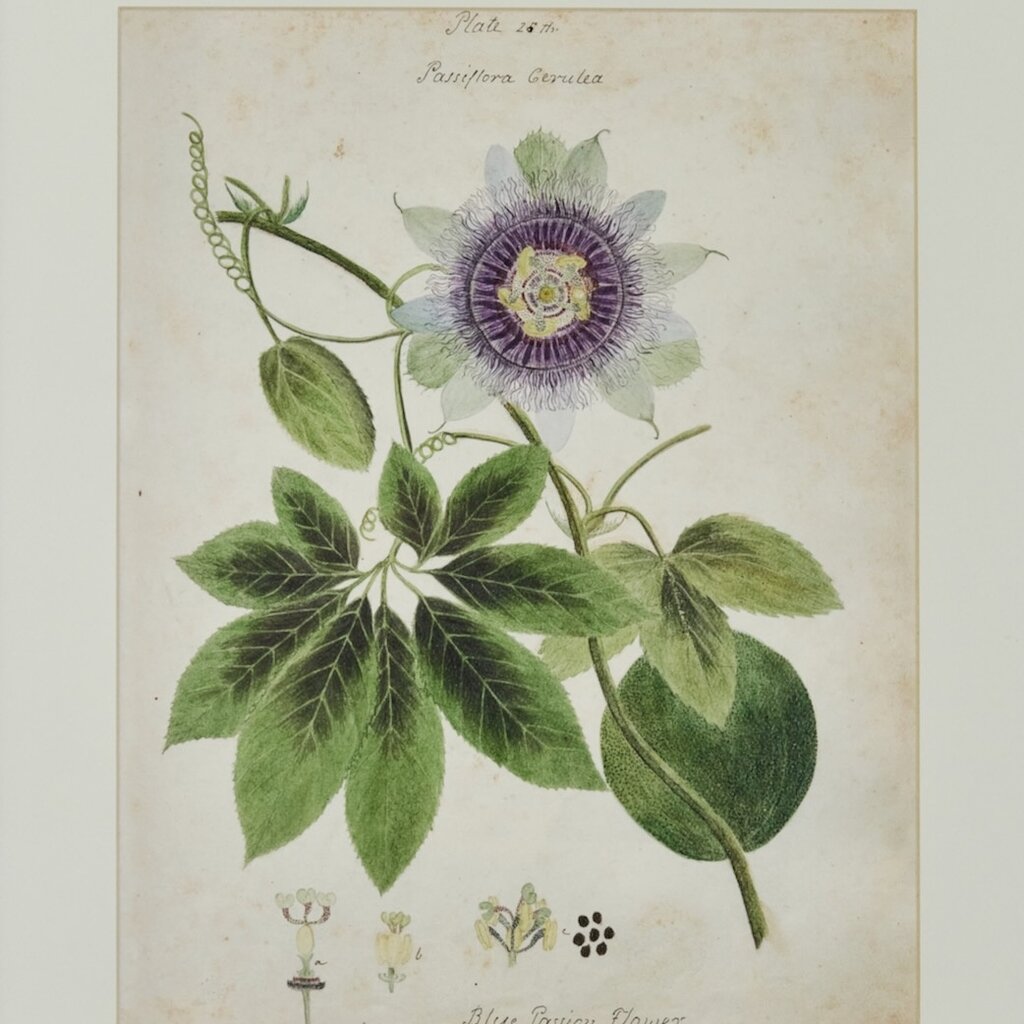 Herbarium Print - Unframed