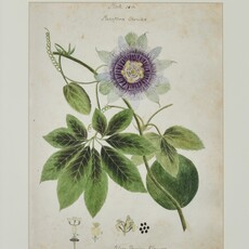 Herbarium Print - Unframed