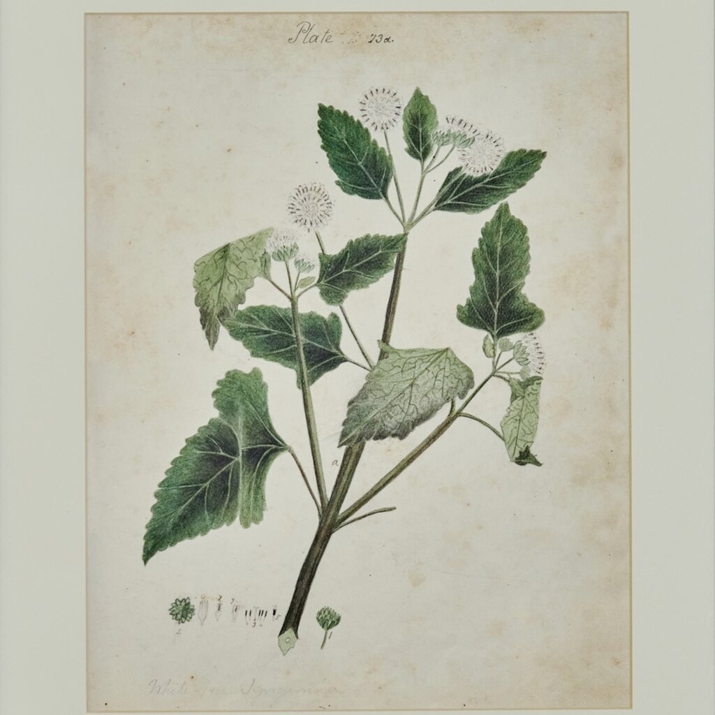 Herbarium Print - Unframed