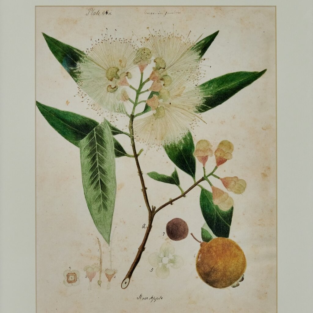 Herbarium Print - Unframed