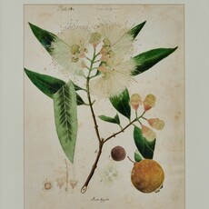 Herbarium Print - Unframed