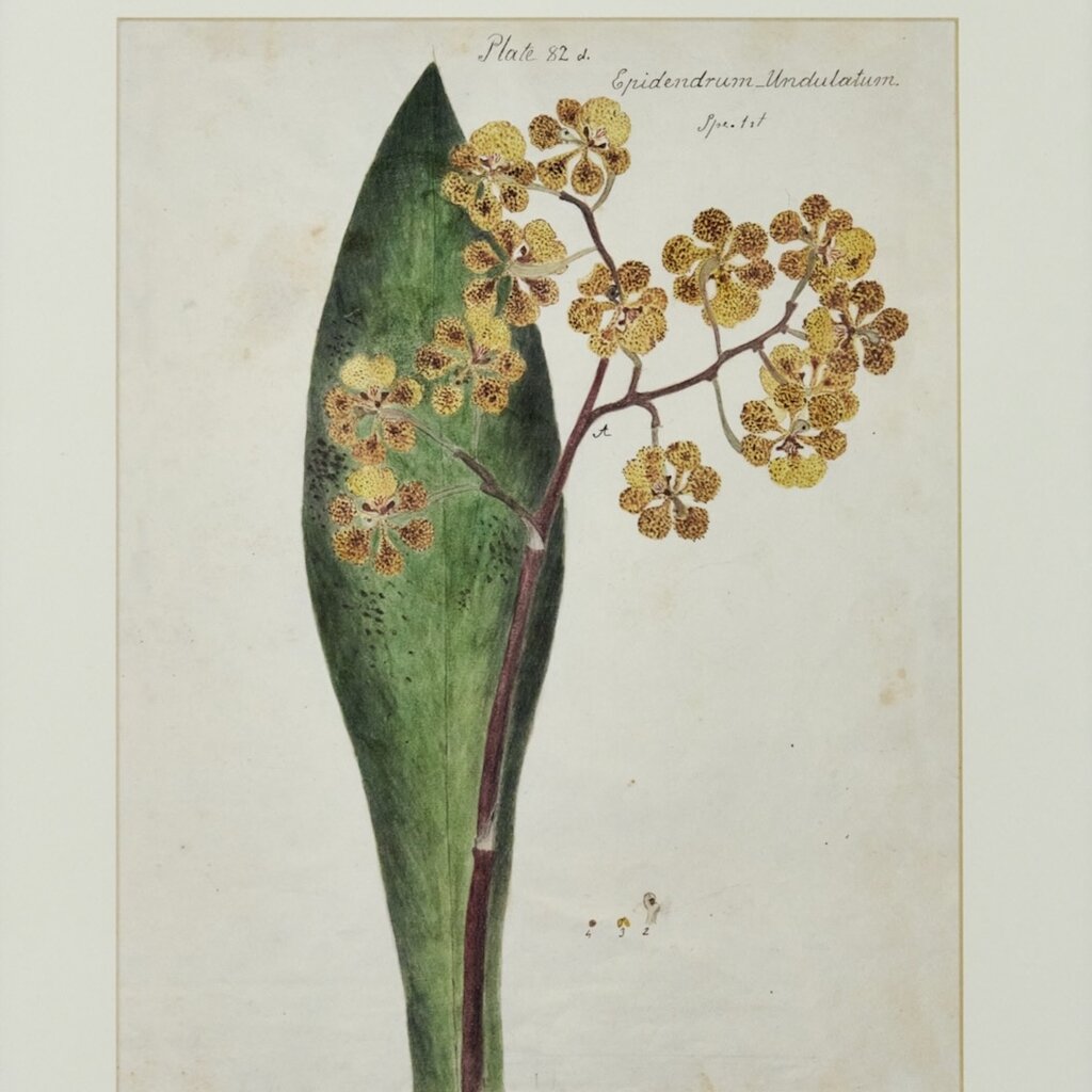 Herbarium Print - Unframed