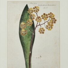 Herbarium Print - Unframed