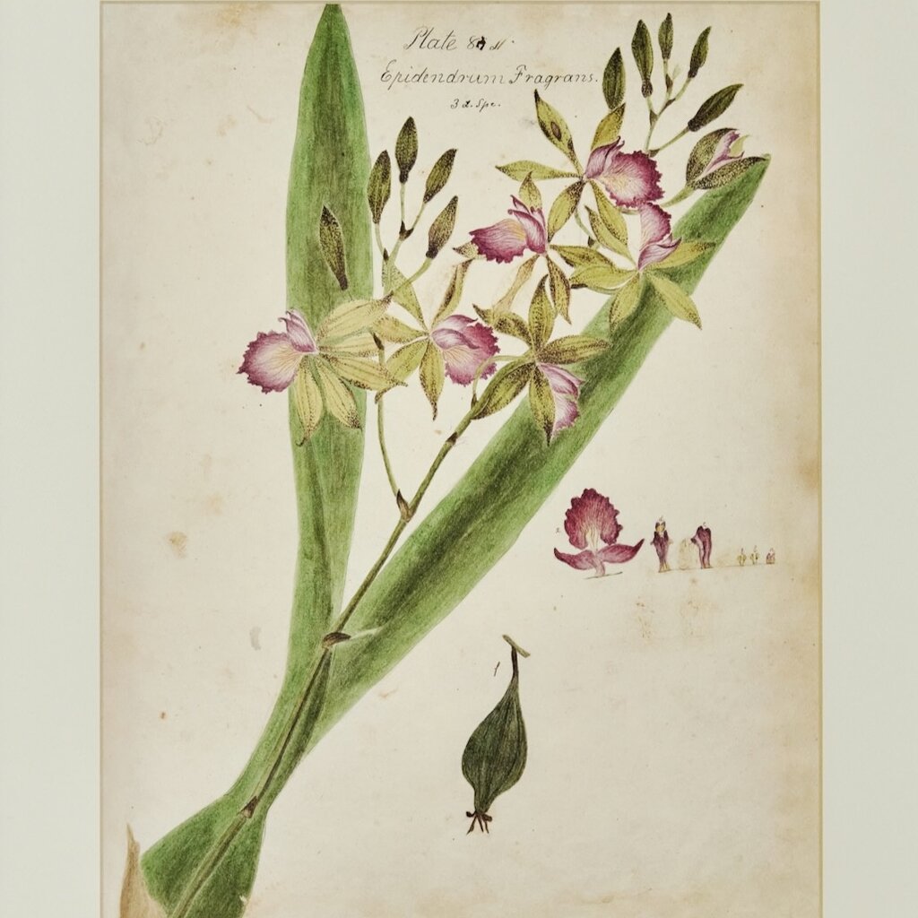 Herbarium Print - Unframed