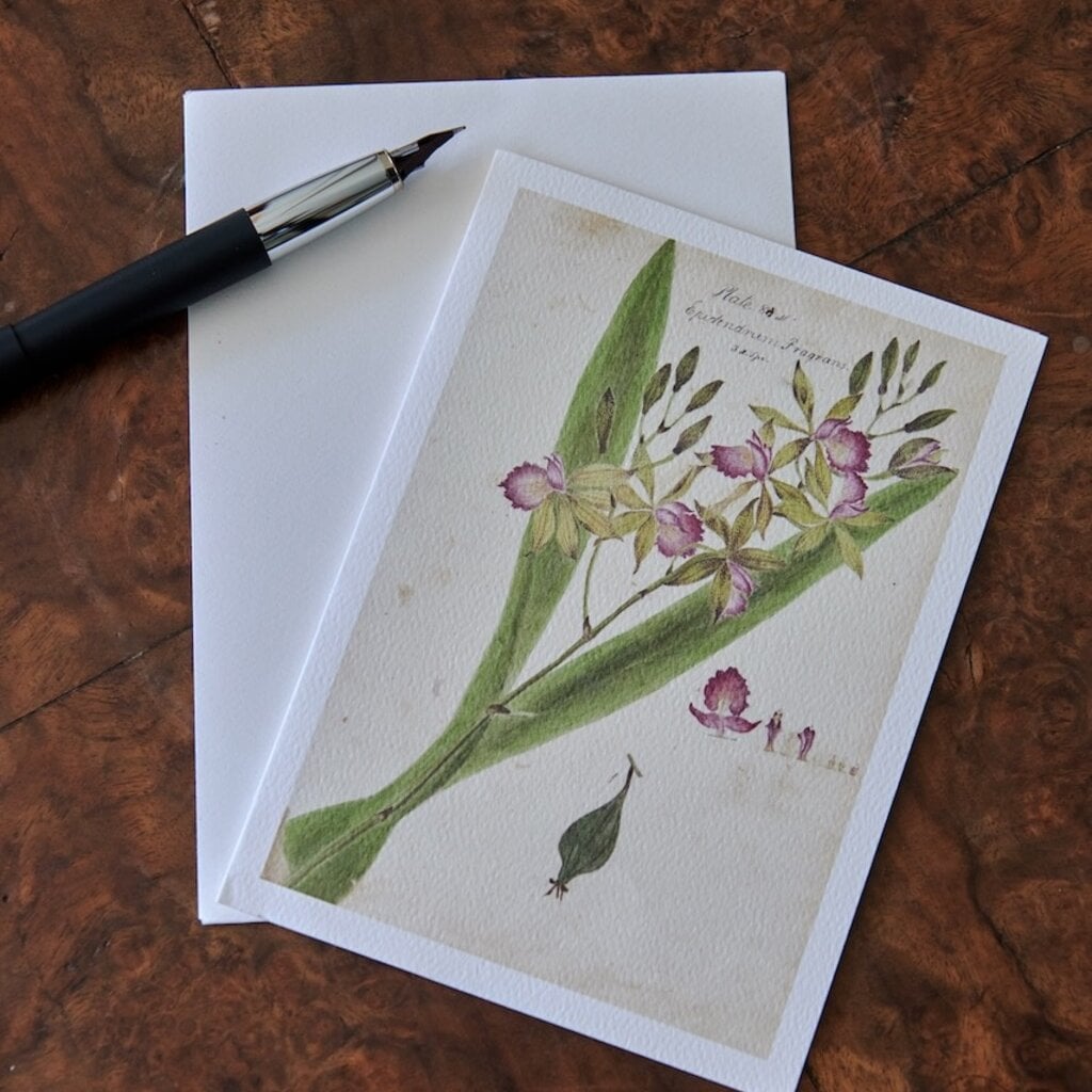 Honeychurch Honeychurch Herbarium Greeting Cards