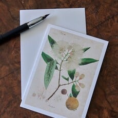 Honeychurch Honeychurch Herbarium Greeting Cards