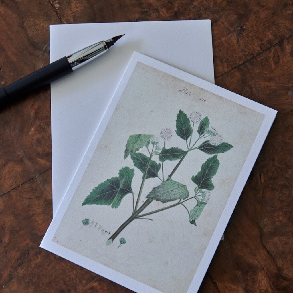Honeychurch Honeychurch Herbarium Greeting Cards