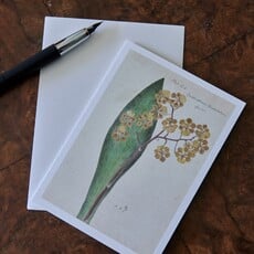 Honeychurch Honeychurch Herbarium Greeting Cards