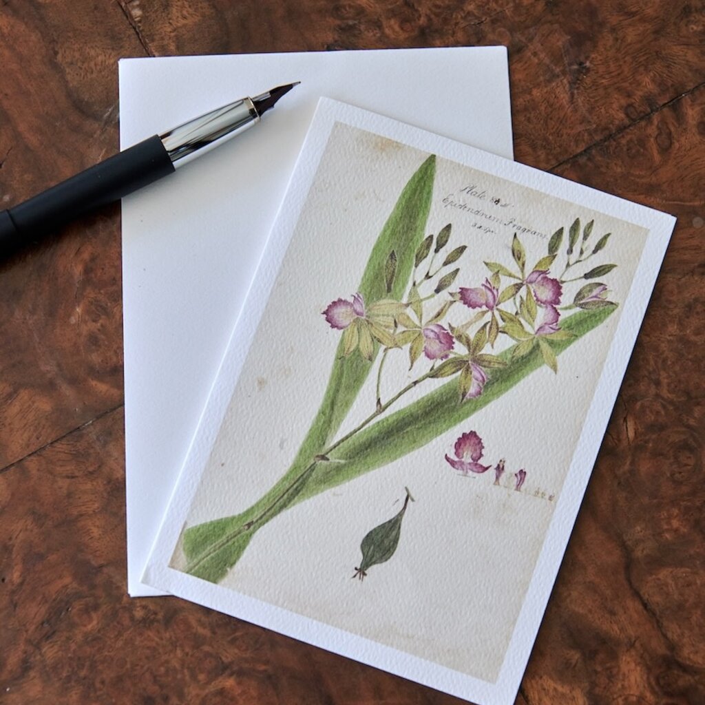 Honeychurch Honeychurch Herbarium Cards