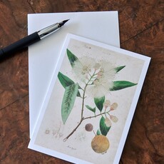 Honeychurch Honeychurch Herbarium Cards