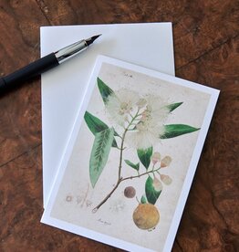 Honeychurch Honeychurch Herbarium Cards