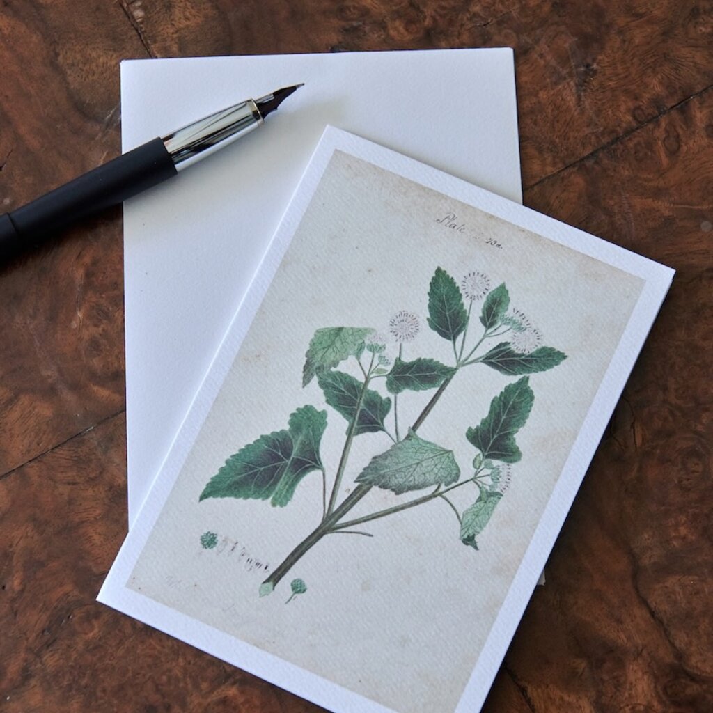 Honeychurch Honeychurch Herbarium Cards
