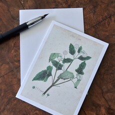 Honeychurch Honeychurch Herbarium Cards