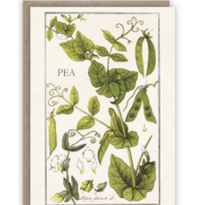 Pea Plant Card