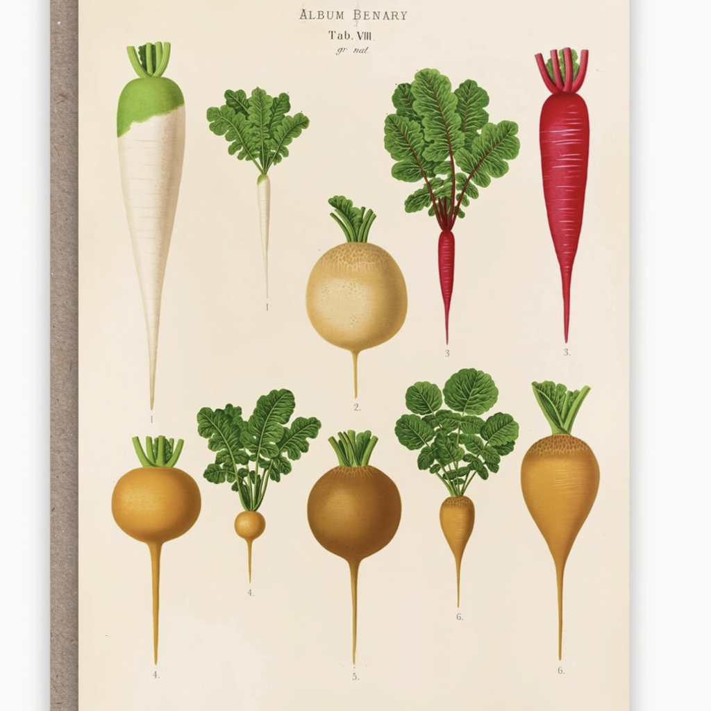 Radishes Card