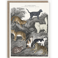 Cats Card