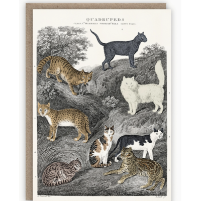 Cats Card