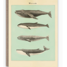 Whales