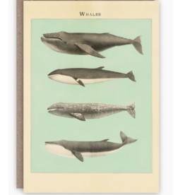 Whales