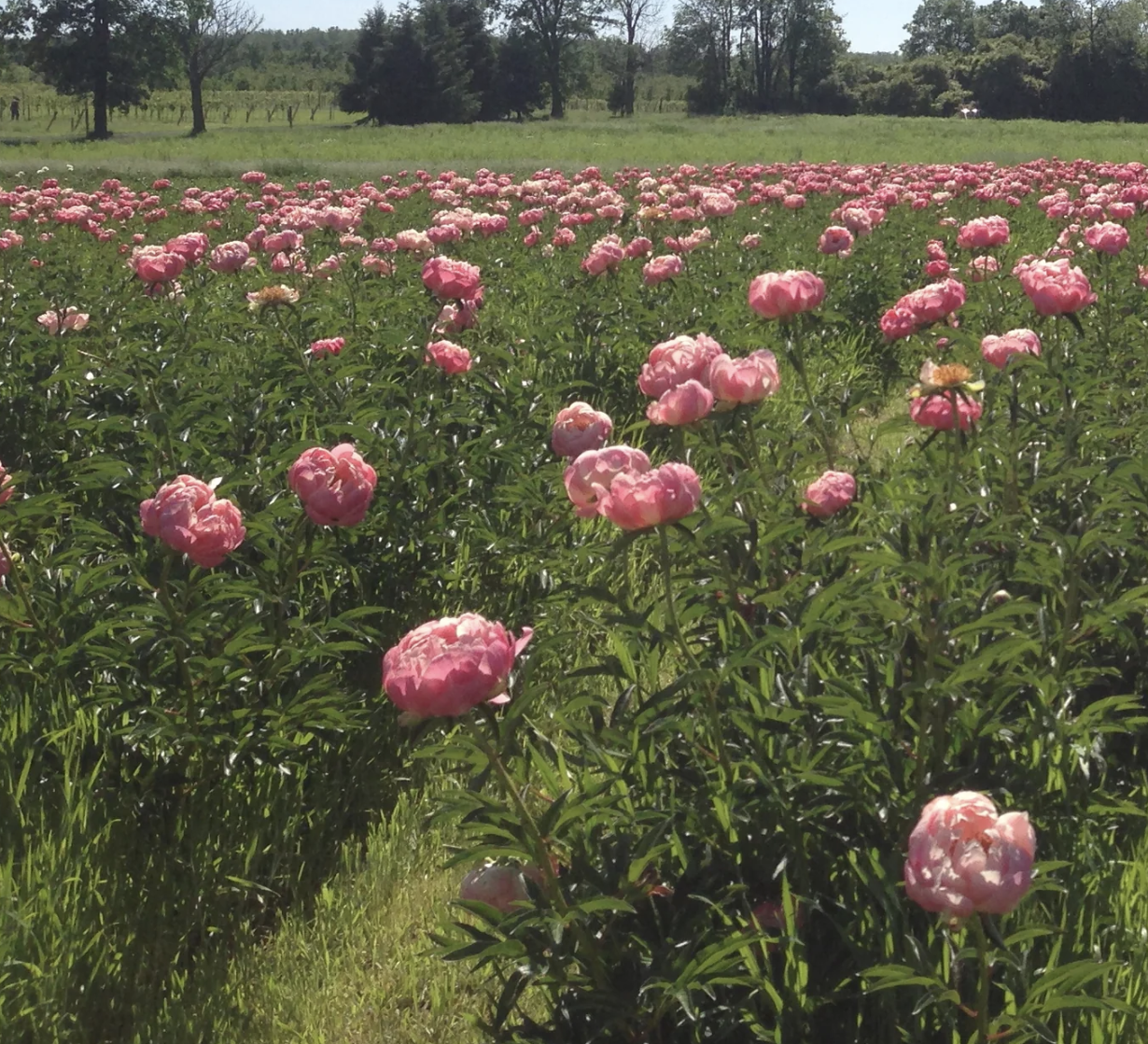We have Fresh Flowers Available!