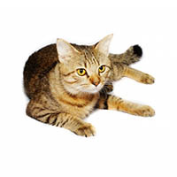 General info on what you may require for your cat