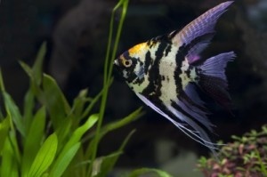 General info on what you may need for fish keeping