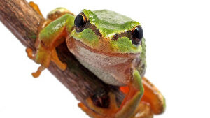 Basic reptile and amphibian info and supplies