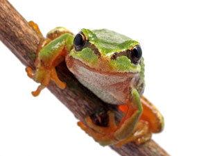 Basic reptile and amphibian info and supplies