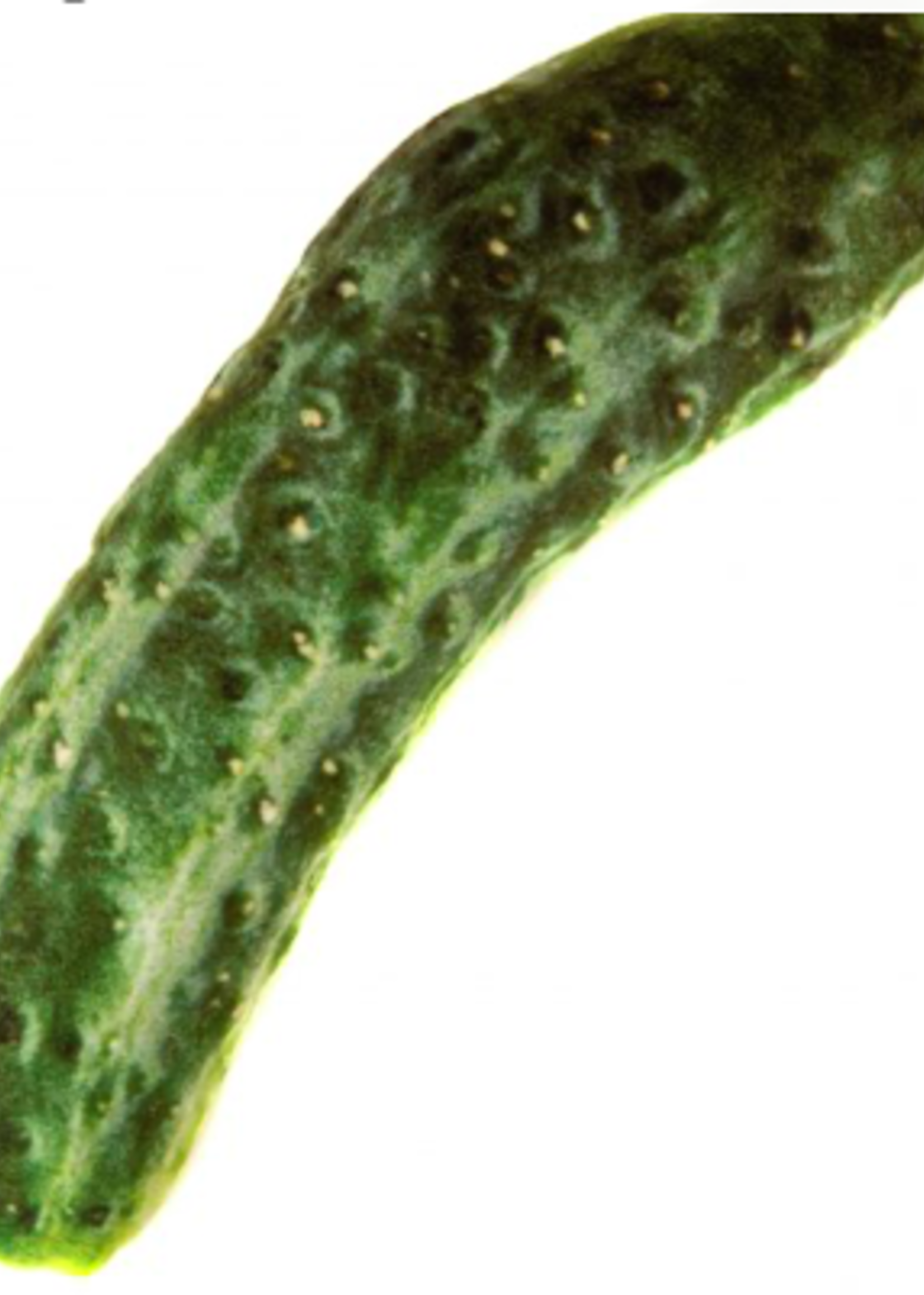 Natural Toys 4 Cats Natural Toys 4 Pets Silver Vine Jumbo Cucumber Cuddle Toy